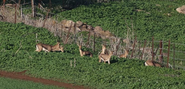 ספירת צבאים שנתית בצפון