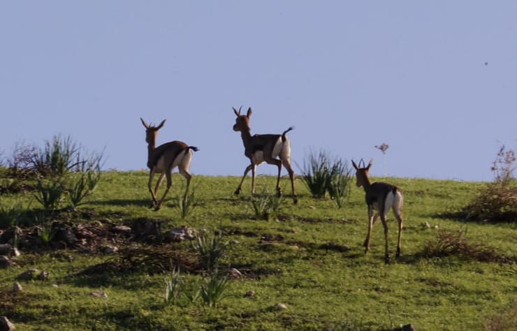 צבאים בצפון הארץ (צילום: אלעד גרשגורן) ספירת צבאים שנתית בצפון