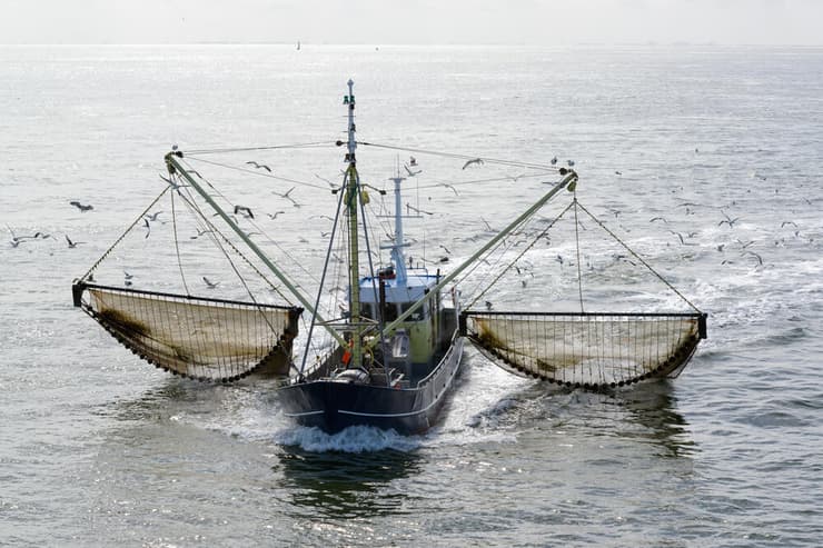 דיג באמצעות רשת בהולנד