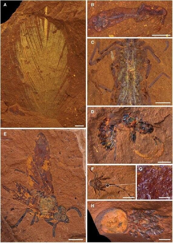 היצורים הקדומים שהשתמרו באוסטרליה