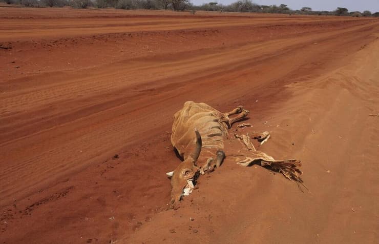 השלכות הבצורת במזרח אפריקה