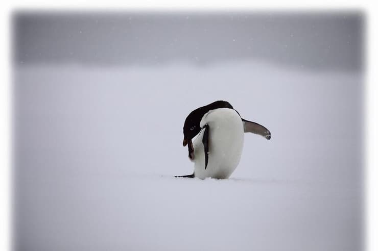 פינגווין באנטרקטיקה