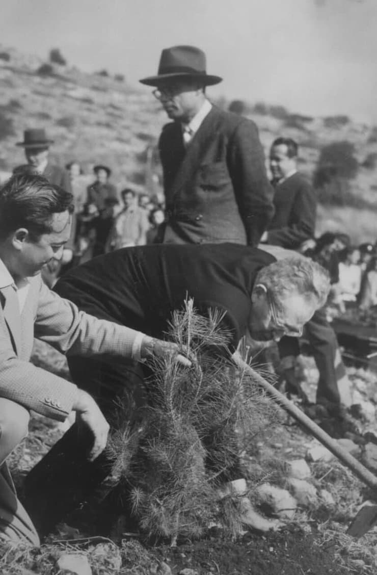 יצחק בן צבי נוטע עץ ביער ירושלים 1953