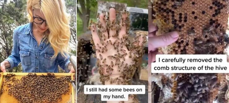 לגעת בדבורים בלי הגנה