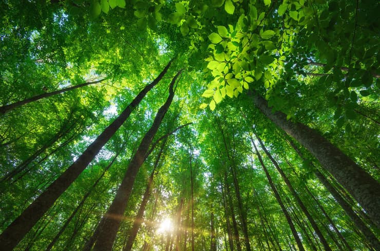 טבע יער יערות חמצן איכות הסביבה