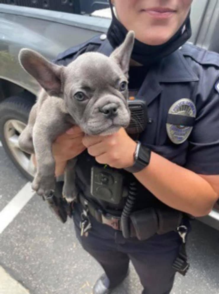 שוטר מחזיק כלב מסוג בולדוג צרפתי אחרי שנחטף מבעליו ב קולבר סיטי ב קליפורניה מאי 2021