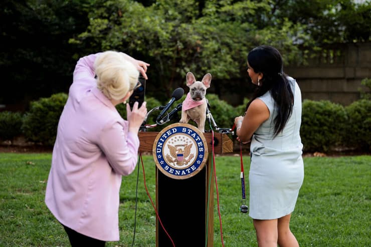 כלב מסוג בולדוג צרפתי מצטלם על הפודיום של הסנאטור ראנד פול לפני מסיבת עיתונאים שלו בוושינגטון די.סי באוקטובר 2021