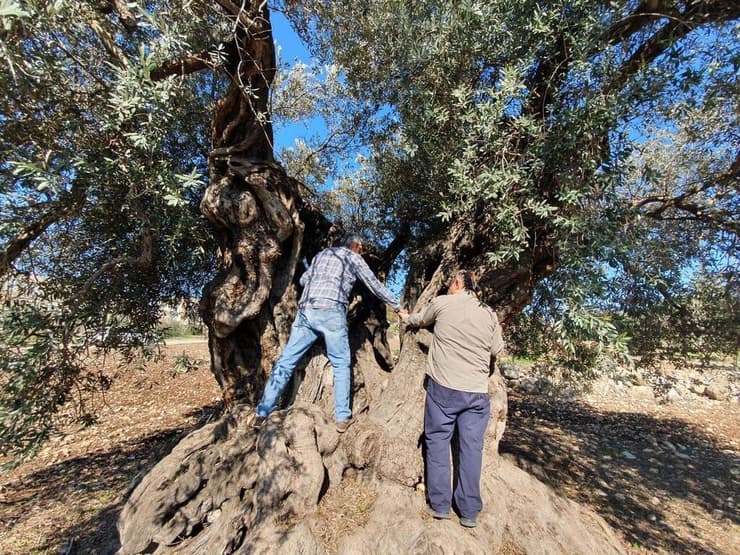 דרושים 11 אנשים לחבק אותו: העץ העתיק ביותר בישראל