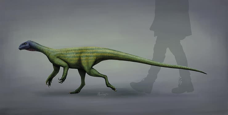 גודלו של תקודונטוזאורוס ביחס לגוף האדם