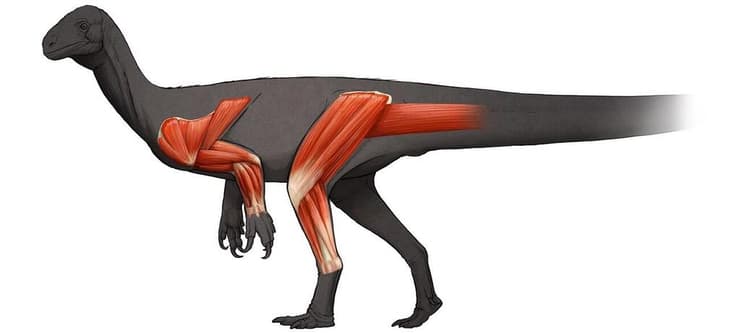 שרירי בגפיים של הדינוזאור תקודונטוזאורוס