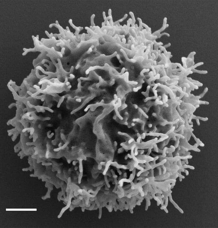 אצבעות על פני השטח של תא T. צולם באמצעות מיקרוסקופ אלקטרונים סורק