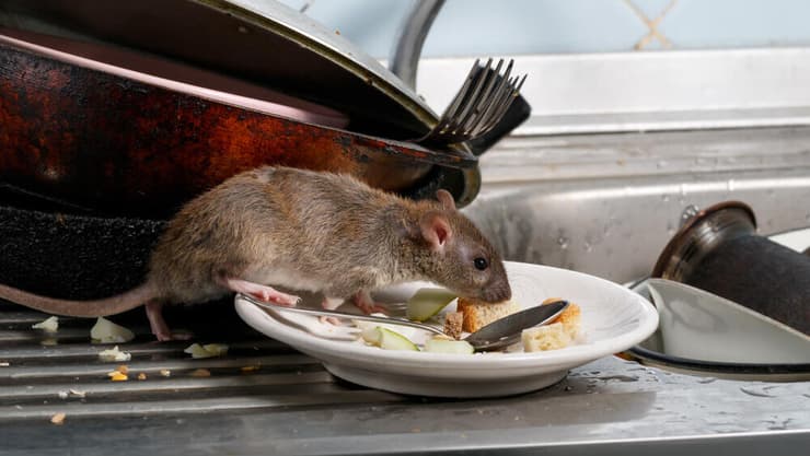 עכבר אוכל מהצלחת