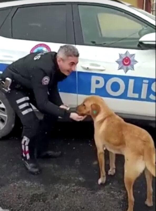 הכלב הרעב והשוטר הטוב