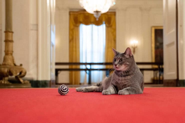 ווילו חתולה חתולת ג'ו ביידן נשיא ארצות הברית ארה"ב הבית הלבן