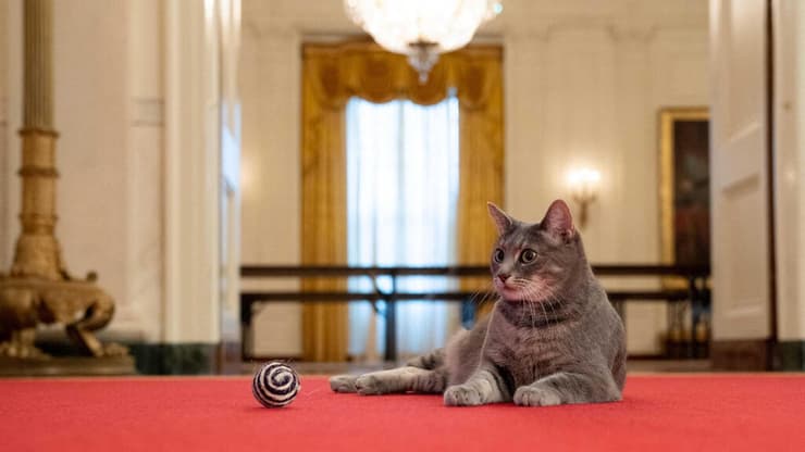 ווילו חתולה חתולת ג'ו ביידן נשיא ארצות הברית ארה"ב הבית הלבן