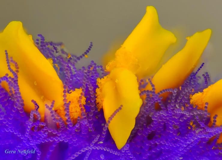 פרח זעיר במיקרוסקופ