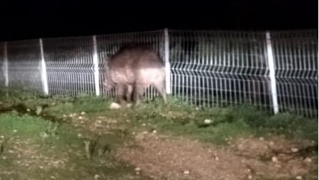    חזיר בר ליד גדר