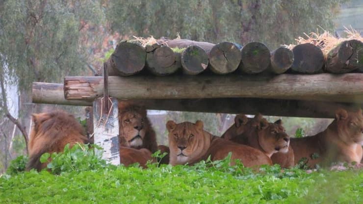 האריות מסתתרים מפני הגשם תחת מתקן המשחקים שלהם בספארי ברמת גן