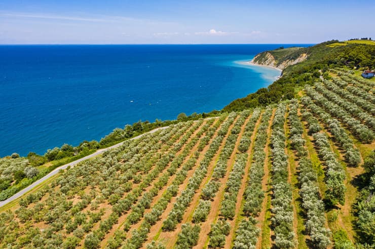 שדה חקלאי לחוף הים התיכון בקרואטיה