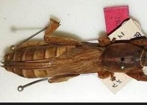 ערצב ים המלח