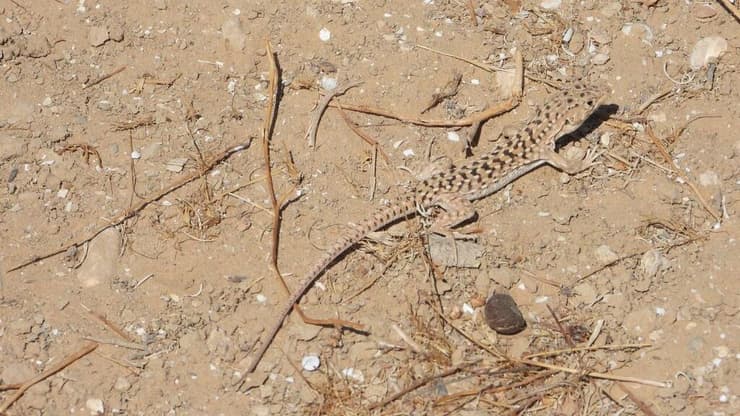 שנונית באר שבע בשמורת טבע פארק הלס