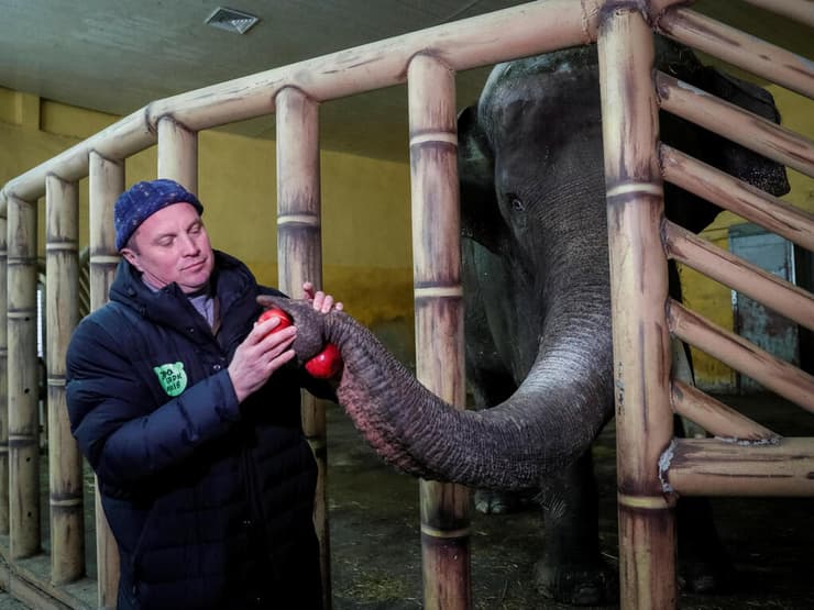 מנהל גן החיות מאכיל פיל