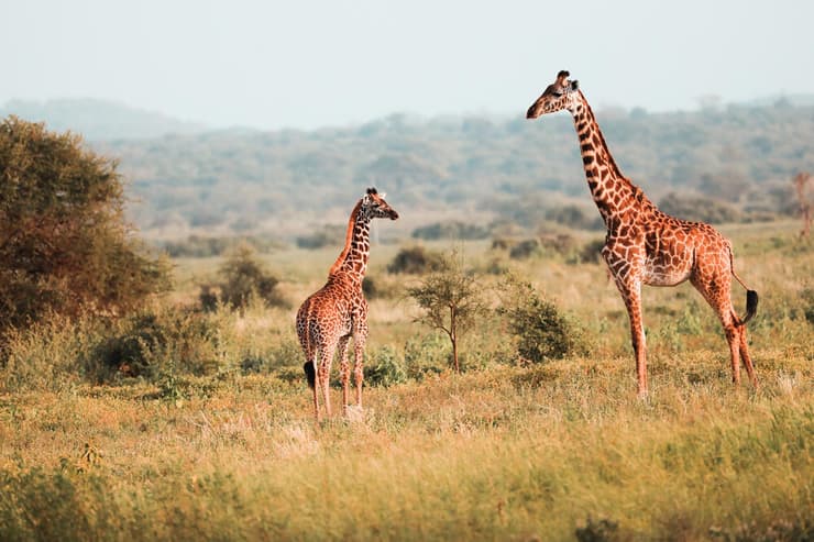 בעלי חיים במסאי מארה שבקניה