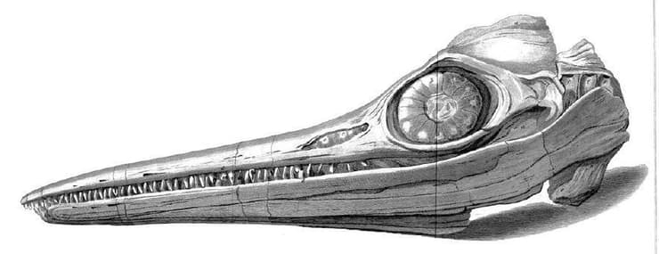 איור של איכטיוזאורוס שנימצא על ידי ג'וזף ומרי אנינג