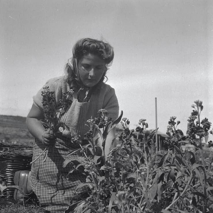 1948 גידול פרחים ב רמת השרון