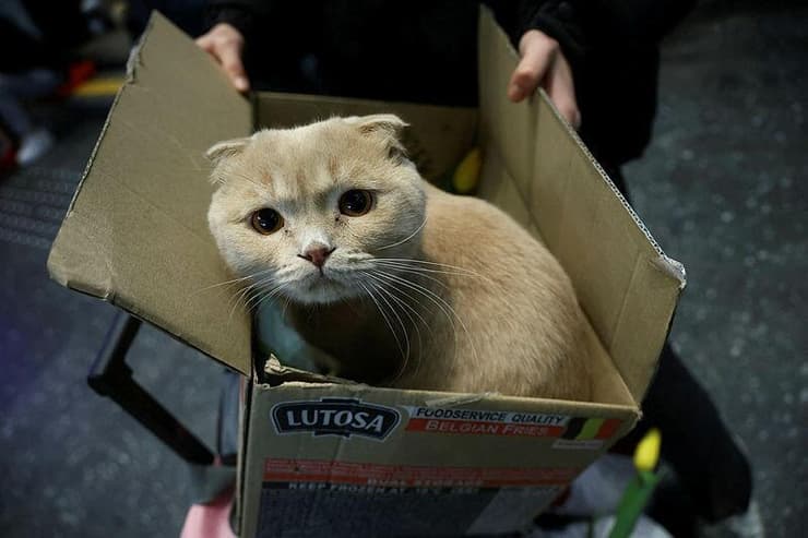 חתול, שהביאו פליטים מאוקראינה, בקופסה בתחנת רכבת בוורשה