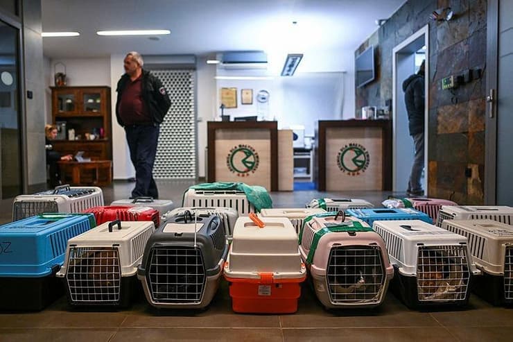 חתולים שהוצאו מאוקראינה על ידי בעליהם במרפאה לחיות בפולין