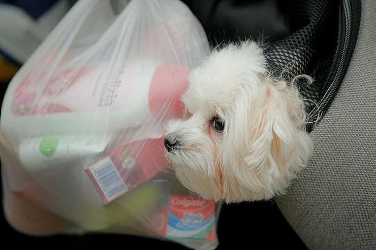 כלב שבעליו נמלט מאוקראינה בשקית עם ציוד ברומניה