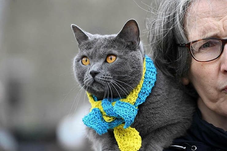 חתול עם צעיף בצבעי דגל אוקראינה בהפגנת תמיכה באוקראינים בפריז 