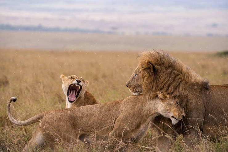 אריות בקניה