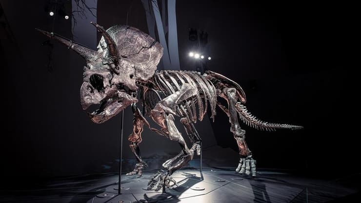 הדינוזאור טריצרטופס הורידוס, שמת לפני 67 מיליון שנים, מוצג בתערוכה באוסטרליה