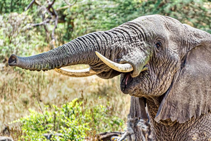 רוב הקולות של בעלי החיים, כמו תרועת הפיל, מופקים בעזרת הזרמה של אוויר, במקרה זה דרך החדק. פיל משמיע קול