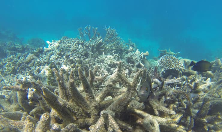 אלמוגים מולבנים בשונית המחסום הגדולה