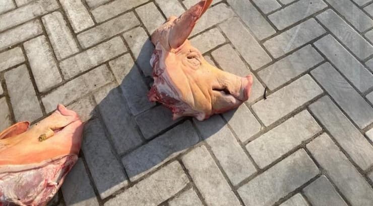 ראשי חזיר מחוץ לביתו של שרון ניסנוב (האתר הרשמי של הפועל ת"א) ראשי חזיר מחוץ לביתו של שרון ניסנוב