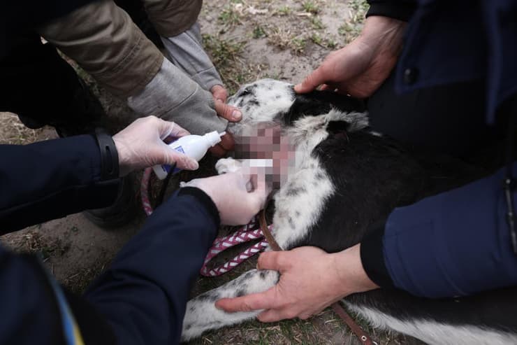 פינוי פצועים באירפין (צילום: זיו קורן) פינוי פצועים באירפין, תחת אש