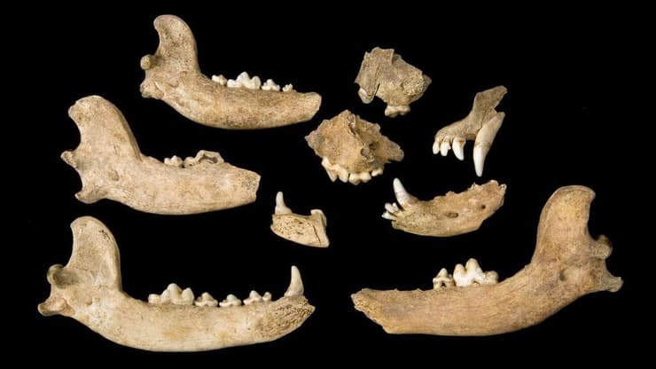 שרידי עצמות כלבים שנמצאו בחפירות בג'יימסטאון