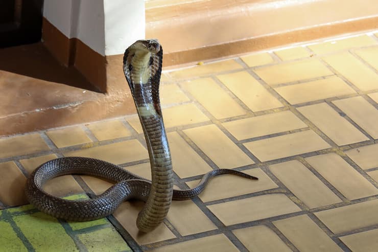 נחש קוברה בתאילנד