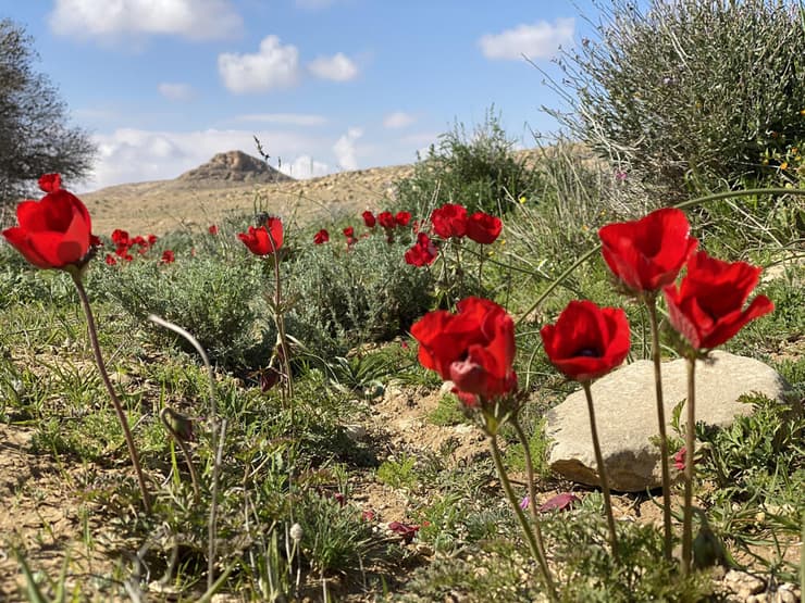 כלניות פורחות בבורות לוץ, ברקע ראש אלות