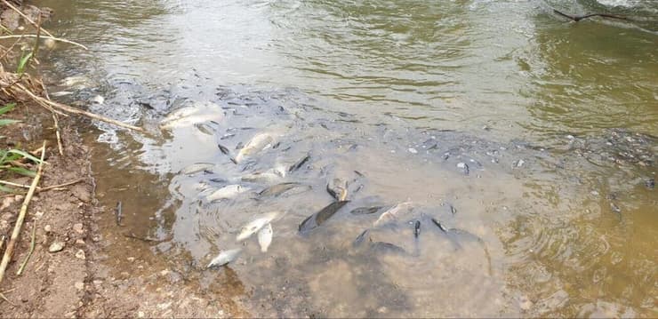 הדגים המתים נמצאו בכמה מקומות לאורך הנחל