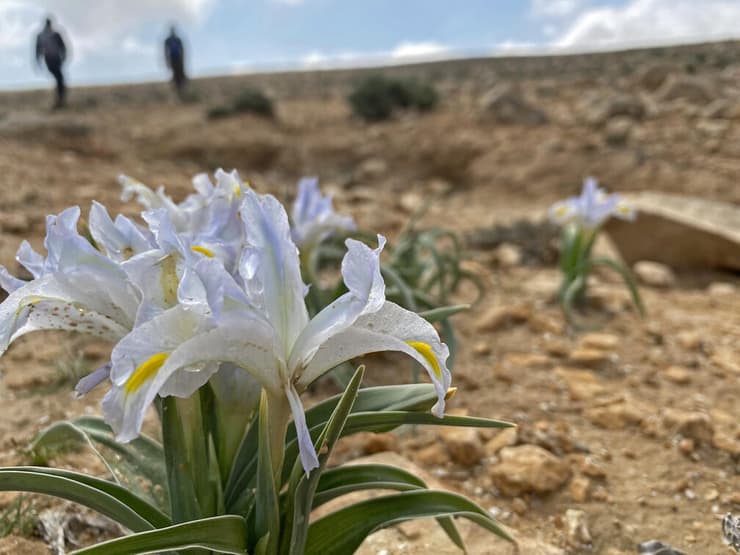 אין לקטוף פרחי בר. מטיילים בבורות לוץ