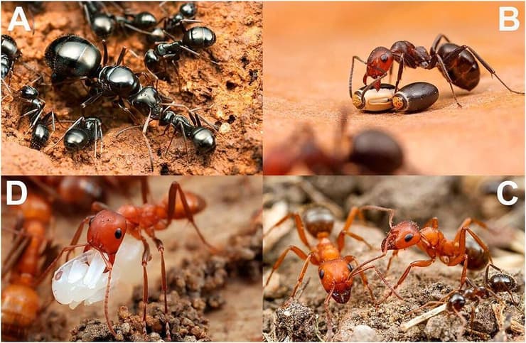 החוקרים התמקדו בנמלים מסוג Formica כדי לבנות את העץ האבולוציוני של הסוג