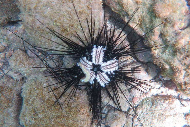 קיפוד ים גוסס לפני תמותה במי הים הקאריבי