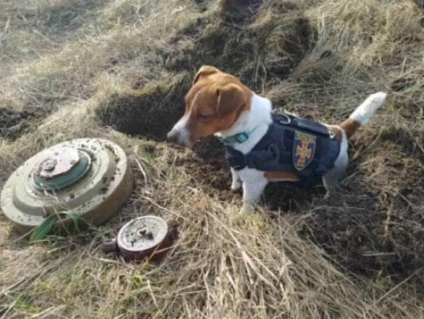 אוקראינה כלב בשם ג'ק ראסל עוזר בפינוי מוקשים מלחמה עם רוסיה