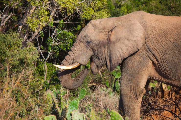 פיל יער אפריקאי ניזון מהצמחייה