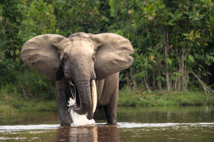 פיל יער אפריקאי