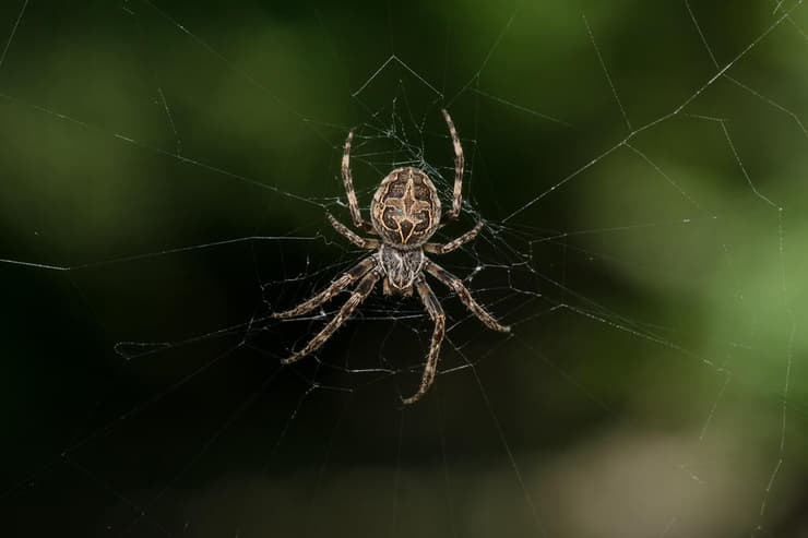 גלגלניים שומעים קולות רחוקים בעזרת רשת הקורים שלהם. עכבישה מהמין Larinioides sclopetarius מאזינה לרשת